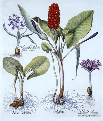Arum tacheté, colchique de printemps, jacinthe étoilée, de Hortus Eystettensis, par Basil Besler (1561-1629), pub. 1613 - German School