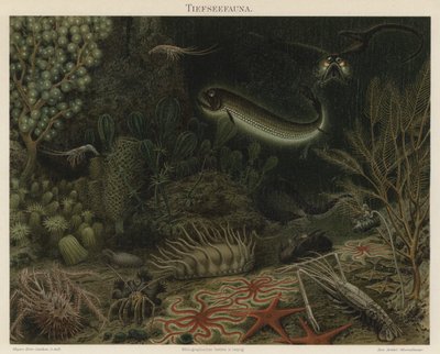 Faune des profondeurs marines - German School