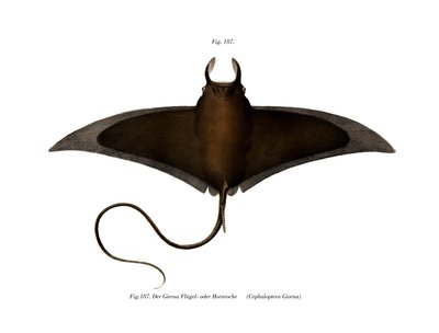 Poisson diable - German School
