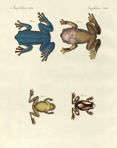Différents types de grenouilles arboricoles étrangères (gravure en couleur) - German School
