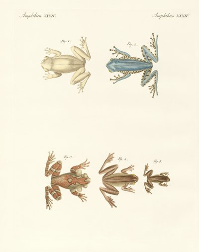 Différents types de grenouilles arboricoles étrangères - German School