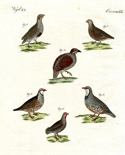 Différentes sortes de perdrix - German School