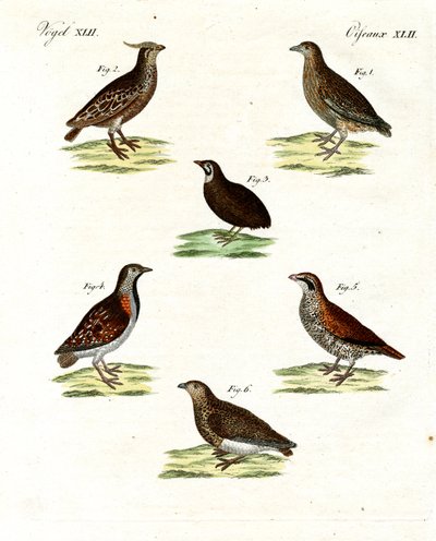 Différentes sortes de cailles - German School