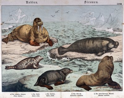 Différents types de phoques (phoque marbré à gauche), morse (en haut à gauche) et otaries - dans « Histoire naturelle des mammifères », éd. Schreiber, Munich - German School