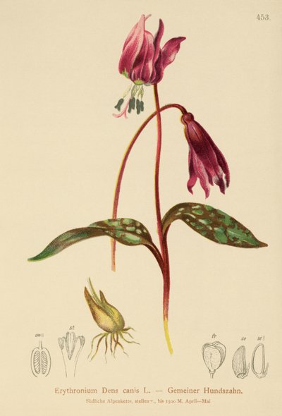 Dent-de-chien (Erythronium Dens canis, Erythronium caninum) - German School