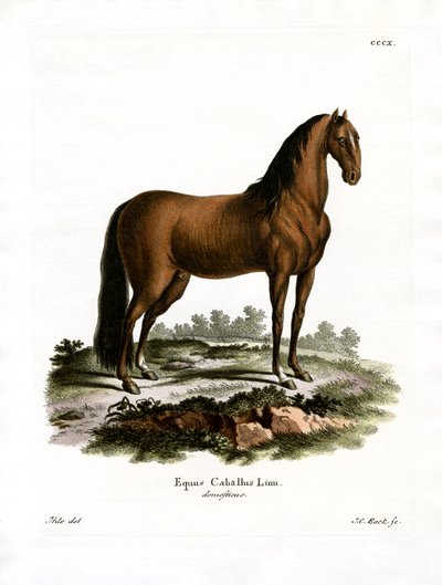 Cheval Domestique - German School
