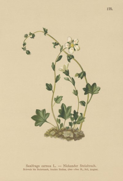 Saxifrage penchée (Saxifraga cernua) - German School