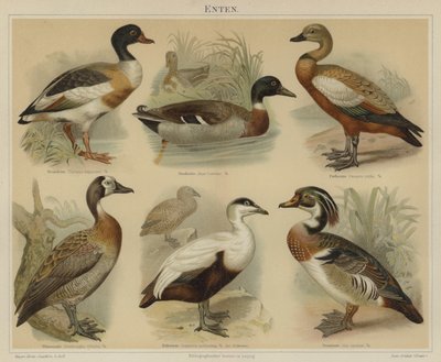 Canards - German School