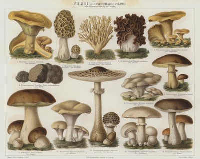 Champignons comestibles - German School