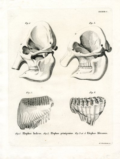 Crânes d