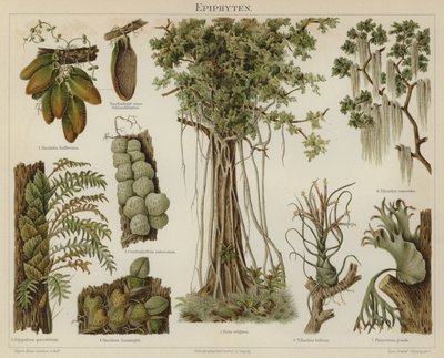 Épiphytes - German School