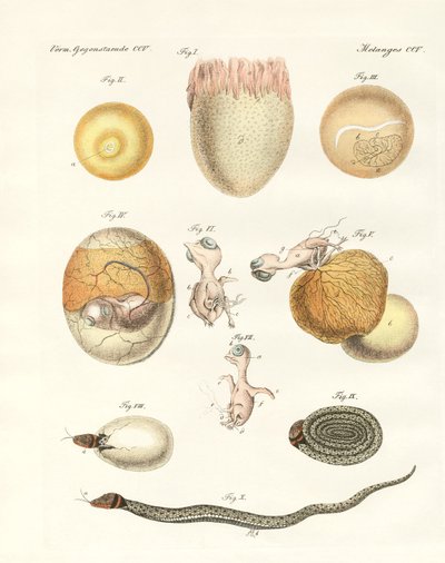 Évolution des poules, pigeons et serpents à partir des œufs - German School