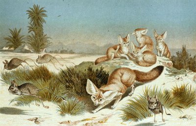 Fennec, planche de "Brehms Tierleben: Allgemeine Kunde des Tierreichs", vol.2, p.202, publié par Bibliographisches Institut - German School