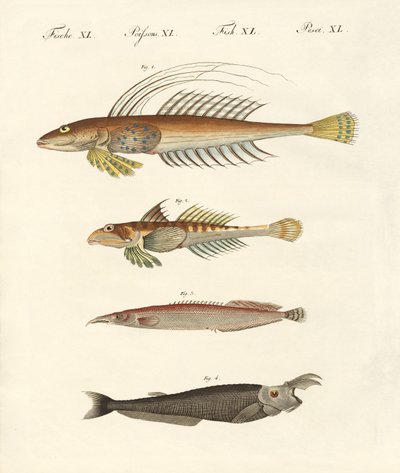Poisson à forme étrange - German School