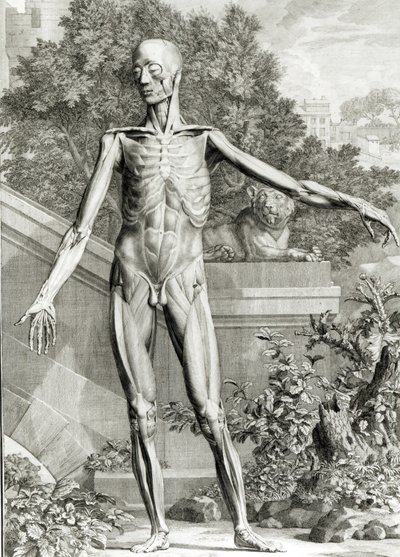 Corps écorché, des Tables du Squelette et des Muscles du Corps Humain par Bernard Siegfried Albinus (1697-1770) 1747 - German School