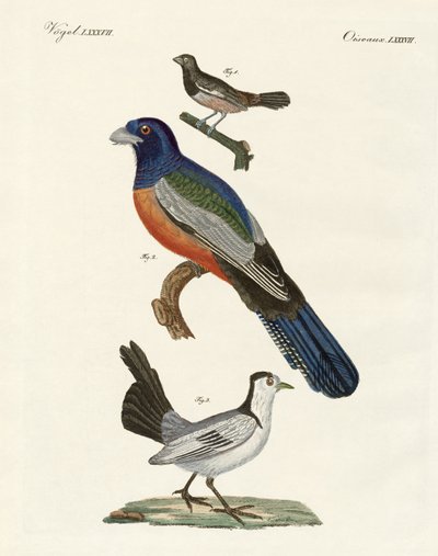 Oiseaux étrangers - German School