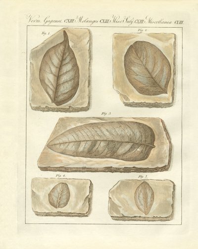 Feuilles fossilisées des temps primitifs - German School