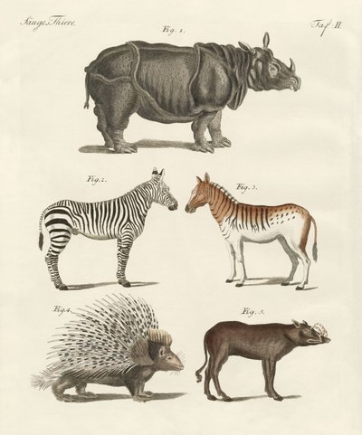 Animaux à quatre pattes - German School