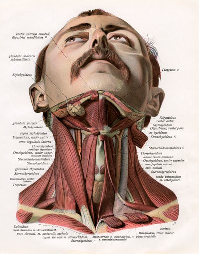 Vue frontale des muscles et des glandes du cou humain - German School
