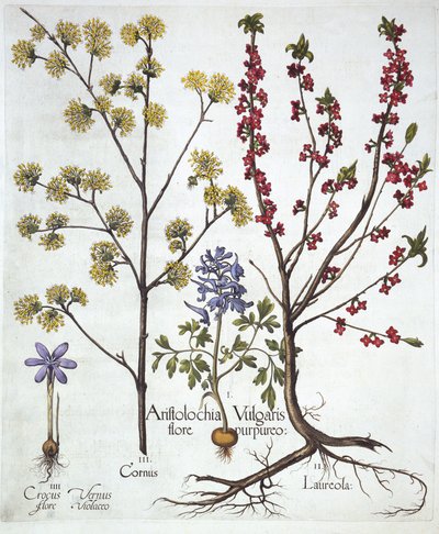 Fumewort, Daphne mezereum, Cornelian Cherry et Spring Crocus, de Hortus Eystettensis, par Basil Besler, pub. 1613 - German School