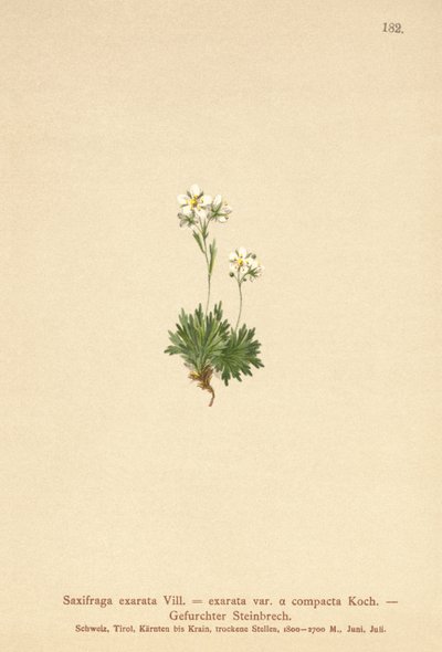 Saxifrage exarée (Saxifraga exarata, Saxifraga exarata var. compacta, Saxifraga exarata ssp. moschata) - German School