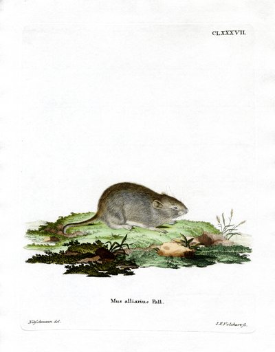 Souris à odeur d