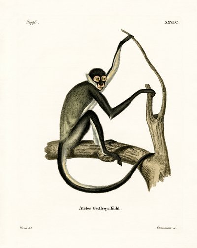 Singe-araignée de Geoffroy - German School