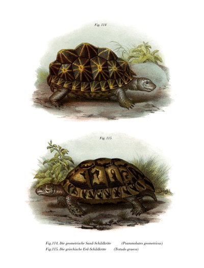 Tortue géométrique - German School