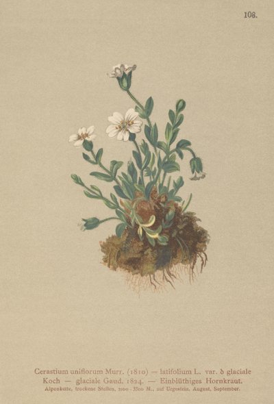 Oreille de souris des glaciers (Cerastium uniflorum) - German School