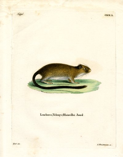 Rat doré de l
