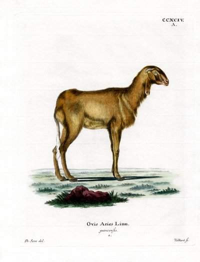 Mouton de Guinée - German School