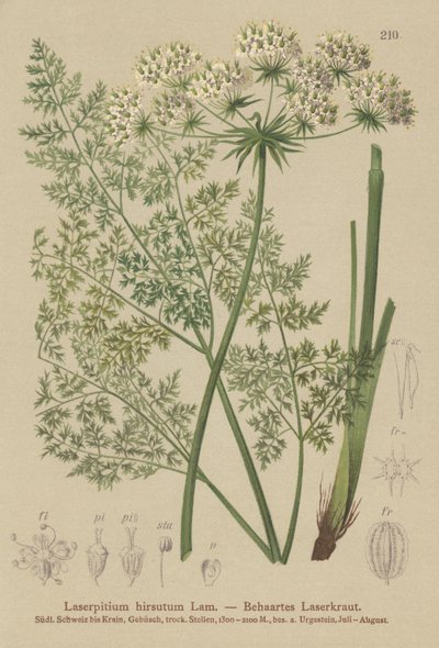 Laser de Haller (Laserpitium hirsutum, Laserpitium halleri, Laserpitium panax) - German School