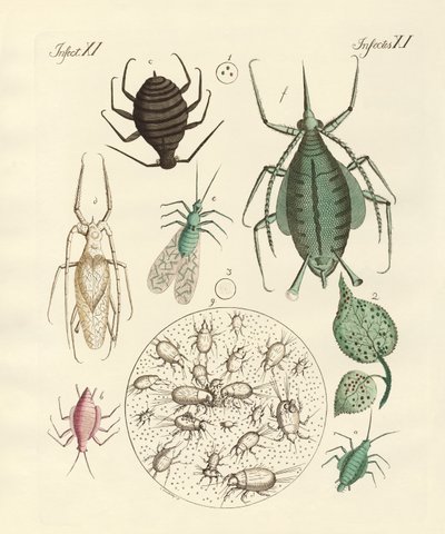 Insectes nuisibles - German School