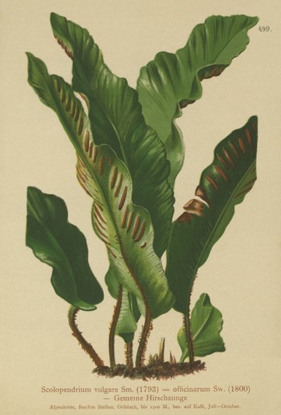 Fougère langue de cerf - German School