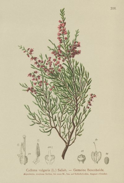 Bruyère (Calluna vulgaris) - German School