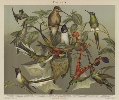 Colibris - German School