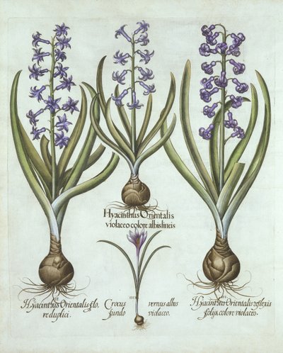 Jacinthes et crocus d
