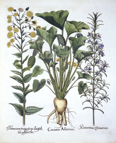 i. Concombre éclatant, ii. Épervière à feuilles étroites, iii. Romarin, de Hortus Eystettensis, par Basil Besler (1561-1629), pub. 1613 - German School
