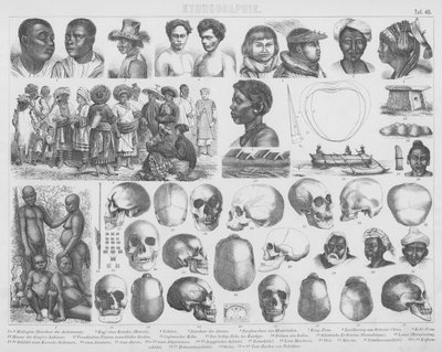 Illustration pour Bilder-Atlas : Races et crânes - German School