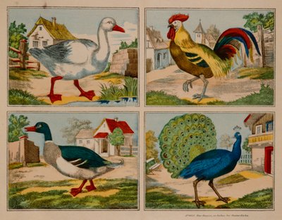 Illustration montrant un canard, une oie, un paon et un coq - German School