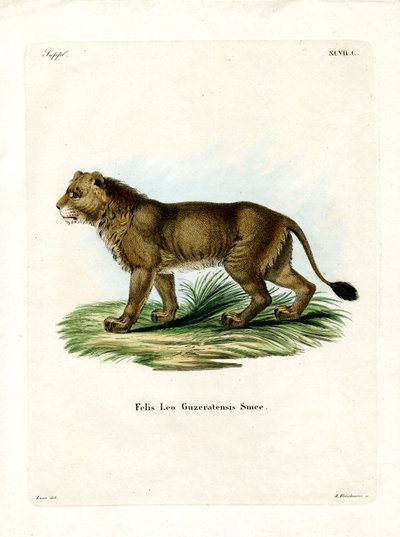 Lion indien - German School