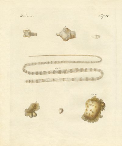 Vers intestinaux (gravure en couleur) - German School