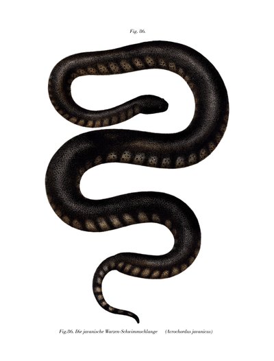 Serpent fichier de Java - German School