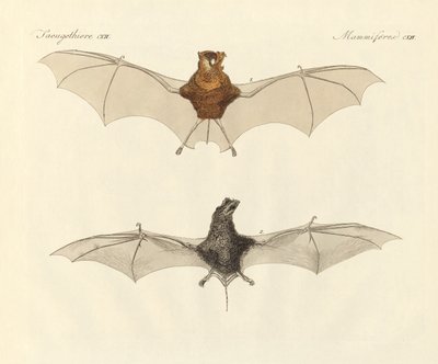 Chauves-souris javanaises - German School