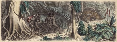 Jungle au Brésil - German School