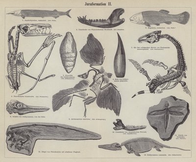 Fossiles jurassiques - German School