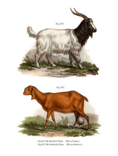 Chèvre du Cachemire, 1860 - German School