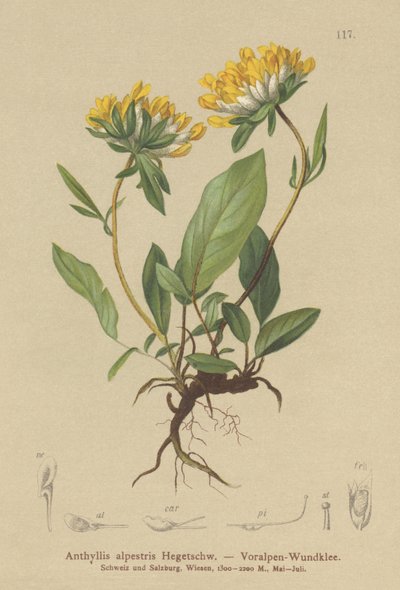 Anthyllide des Alpes (Anthyllis alpestris) - German School