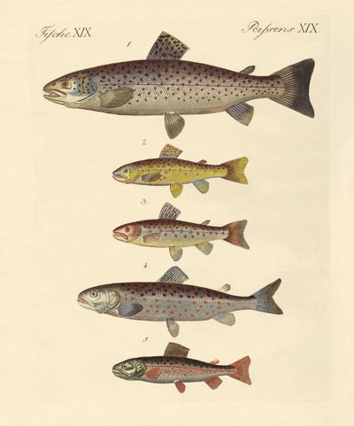 Types de truites - German School