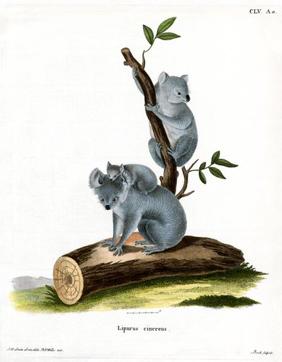 Koala - German School